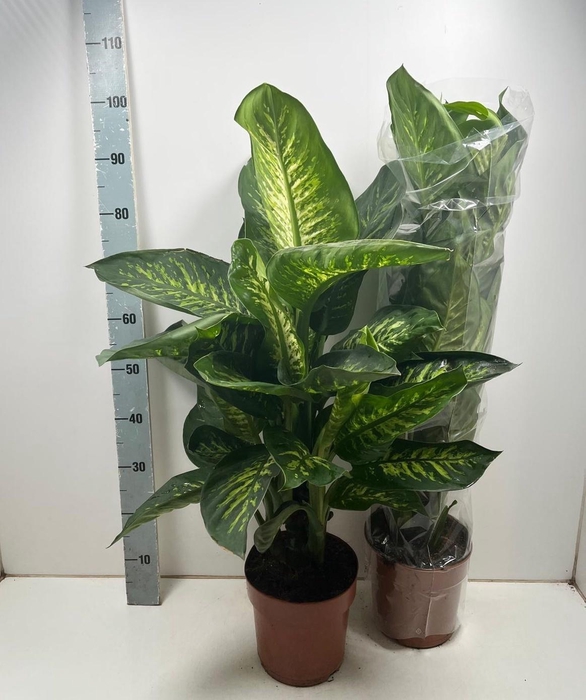 <h4>DIEFF SE TROPIC SNOW</h4>