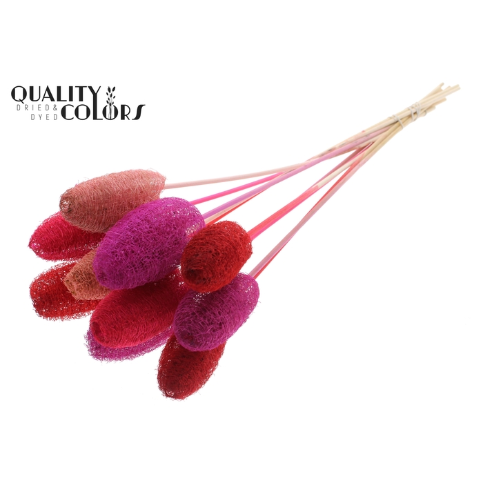 <h4>Luffa Mini on stem Love Mix</h4>