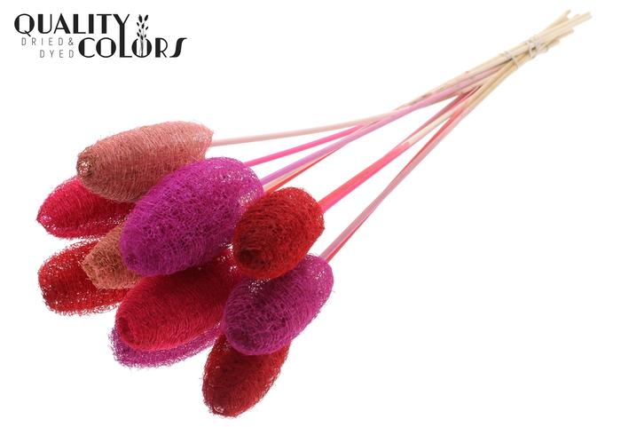 Luffa Mini on stem Love Mix
