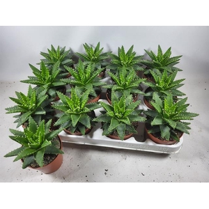 Aloe Brevifolia (Cites) 8,5Ø 10cm