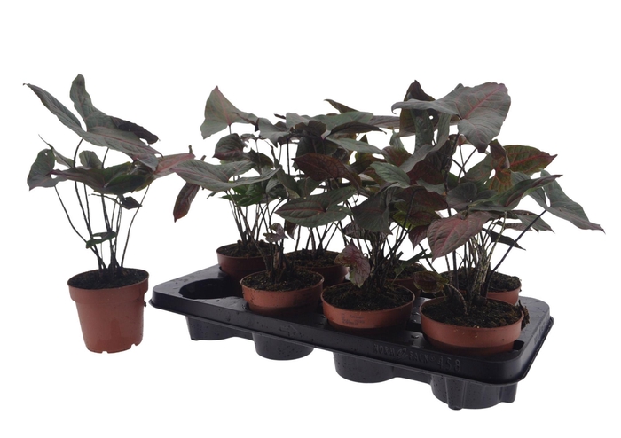 <h4>CYRTO JOHNSTONII</h4>