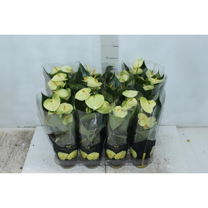 ANTHURIUM VANILLA P09 PREMIUM