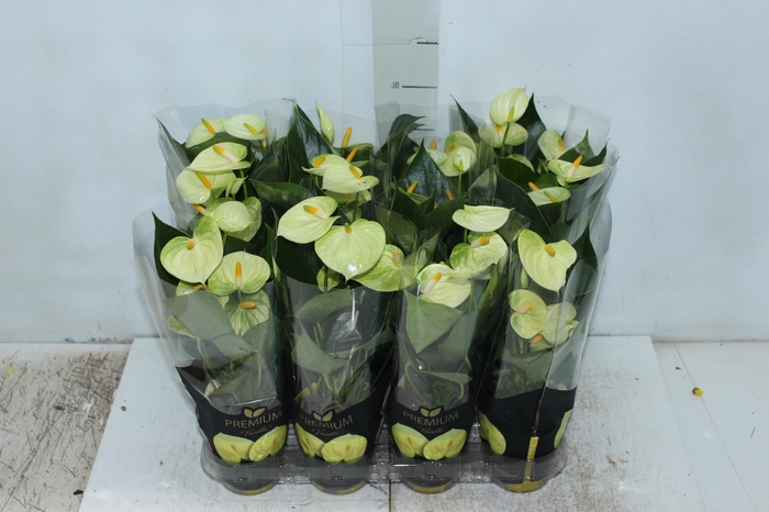 <h4>ANTHURIUM VANILLA P09 PREMIUM</h4>