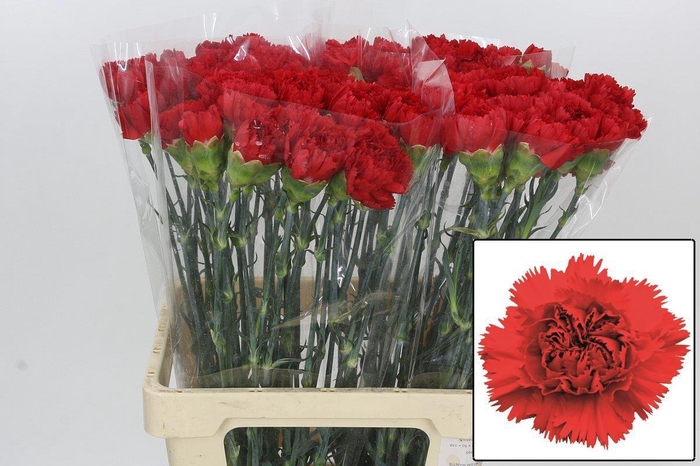 <h4>DI ST ARONA</h4>