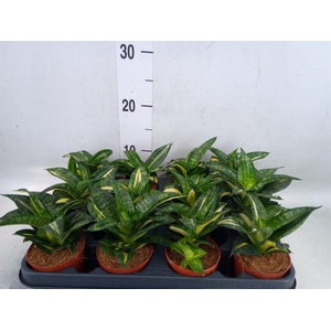Sansevieria trifa. 'Hahnii'