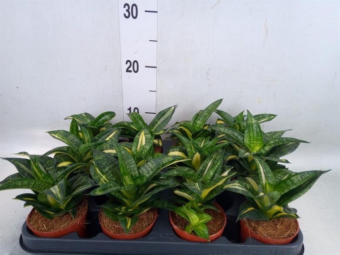 <h4>Sansevieria trifa. 'Hahnii'</h4>