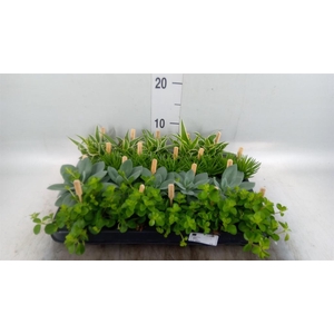Planten  ..mix