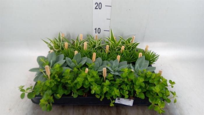 <h4>Planten  ..mix</h4>