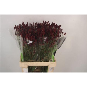 Sanguisorba Red Dream