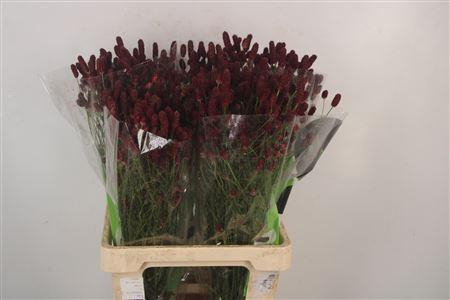 <h4>Sanguisorba Red Dream</h4>