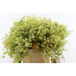 Euca Exotica Berry 45cm P Bunch