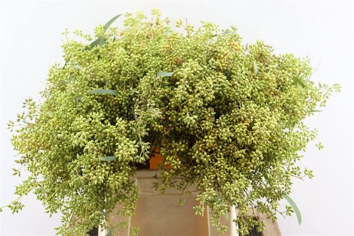 <h4>Euca Exotica Berry 45cm P Bunch</h4>