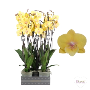 Phalaenopsis Palau - 3 tak 60cm