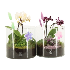 11620: Consideration arrangement