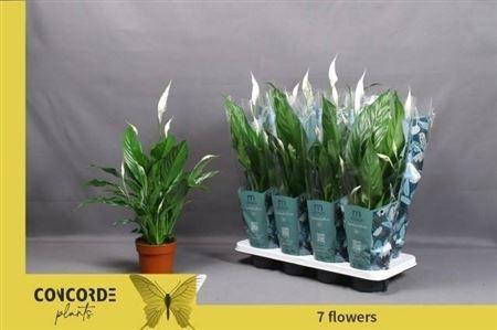 <h4>Spath Sweet Benito 7+</h4>