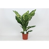 Dieffenbachia Crown