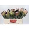 Protea Niobe