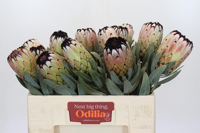 <h4>Protea Niobe</h4>