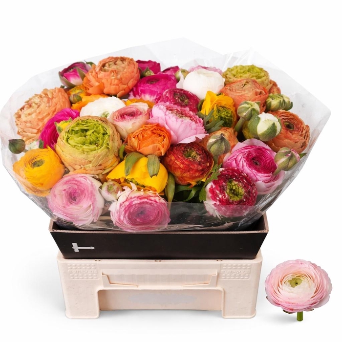 <h4>RAN GEM IN FUST</h4>