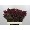 Leucadendron Saf Sunset Dark R.Spray