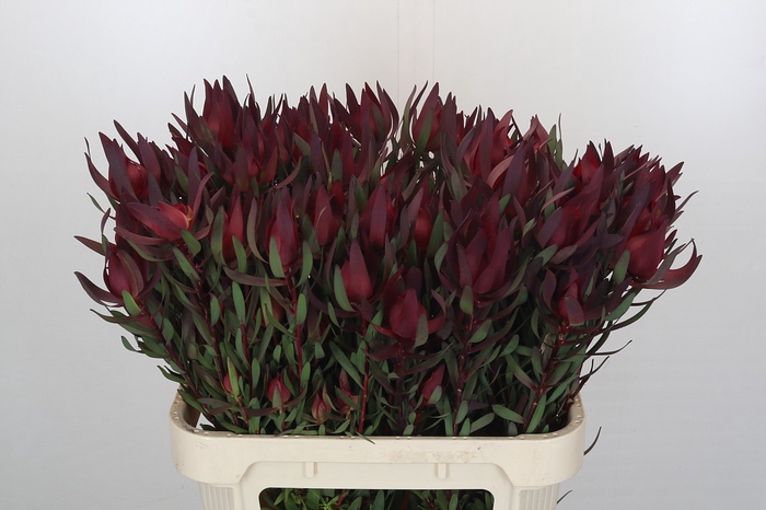 <h4>Leucadendron Saf Sunset Dark R.Spray</h4>