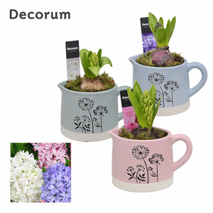 Hyacint Dandelie HL14500 [LOVELY COLORS]