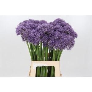Allium Violet Beauty