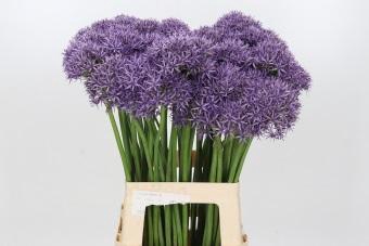 <h4>Allium Violet Beauty</h4>