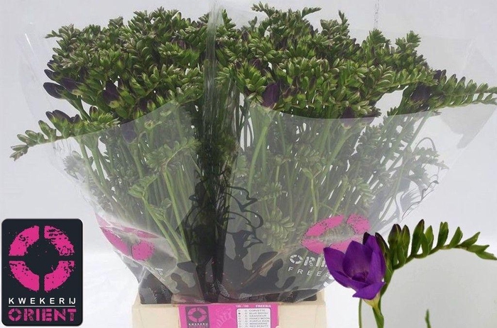 <h4>Freesia do blue bayou</h4>