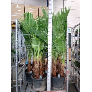 Washingtonia filifera