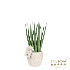 SANSEVIERIA CYLINDRICA P10