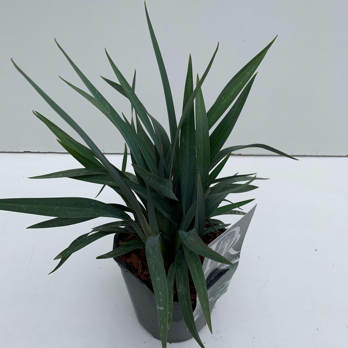 <h4>Dianella 'Blue Stream'</h4>