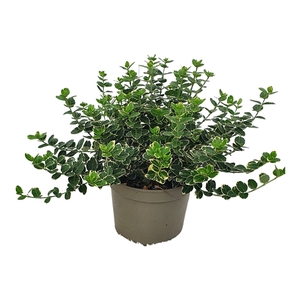 Euonymus Emerald Gaiety