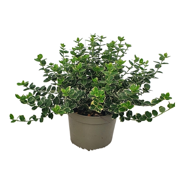 <h4>Euonymus Emerald Gaiety</h4>