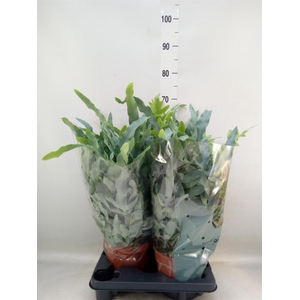 Phlebodium aureum 'Blue Star'