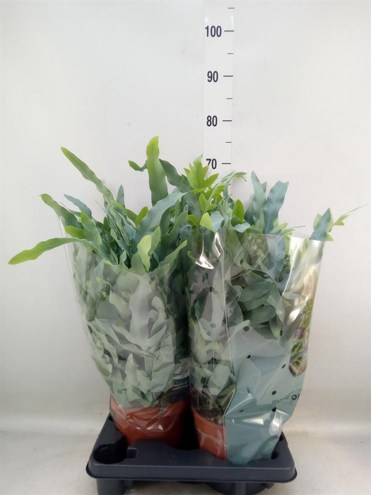 <h4>Phlebodium aureum 'Blue Star'</h4>