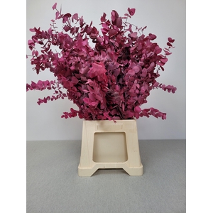 GESTABILISEERD EUC STUARTIANA CERISE