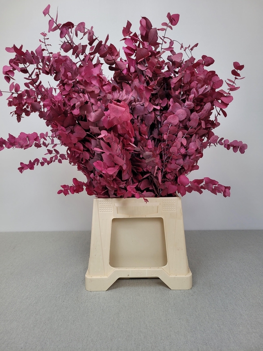 <h4>GESTABILISEERD EUC STUARTIANA FUCHSIA</h4>