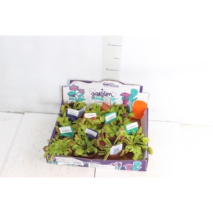 CARNIVORA DIONAEA FLEXX P09