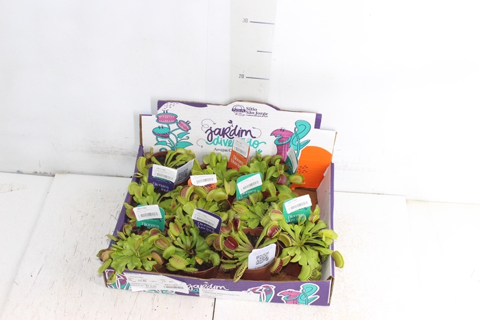 <h4>CARNIVORA DIONAEA FLEXX P09</h4>