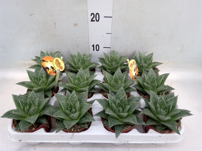 <h4>Gasteria</h4>