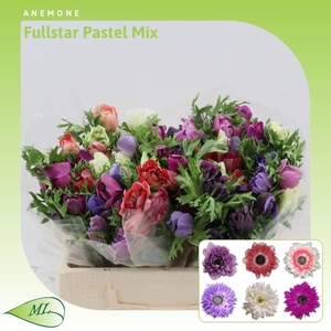 ANEM CO FULLST P GEM