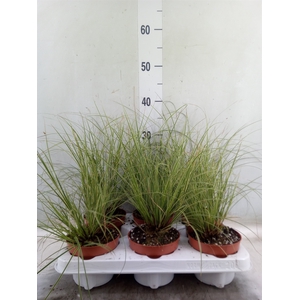 Carex brunnea 'Jubilo'