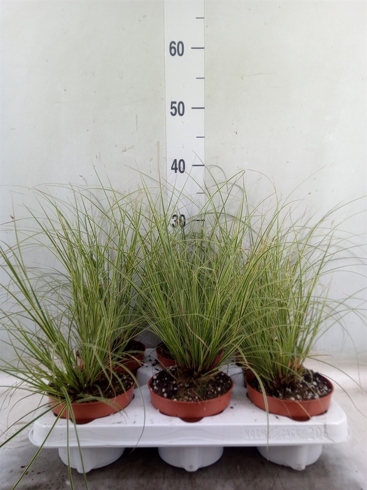 <h4>Carex brunnea 'Jubilo'</h4>