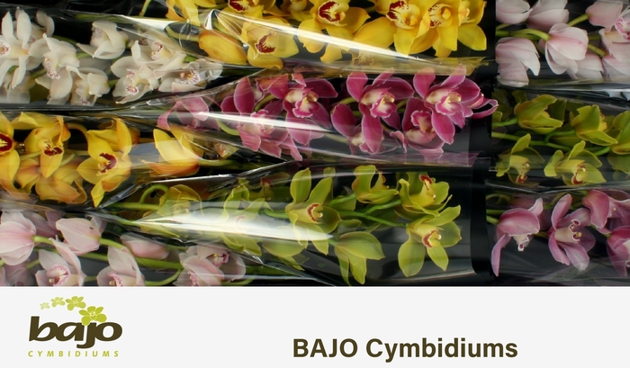 <h4>CYMB T GEM</h4>