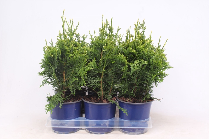 <h4>Thuja Can-Can</h4>