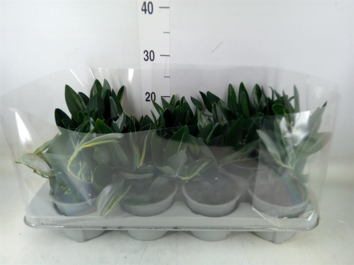 <h4>Epipremnum   ...</h4>