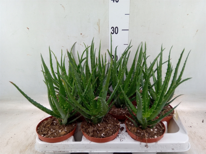 <h4>Aloe arborescens</h4>