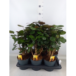 Polyscias scutellaria 'Fabian'