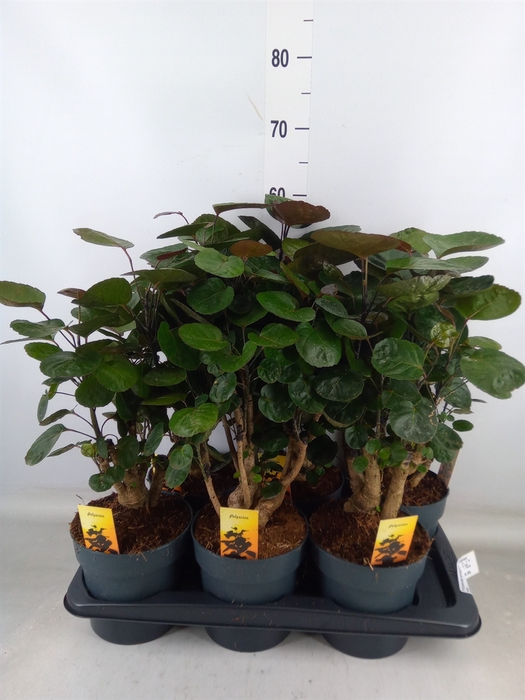 <h4>Polyscias scutellaria 'Fabian'</h4>